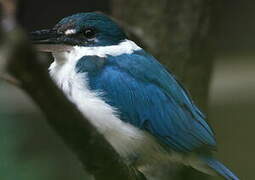 Collared Kingfisher