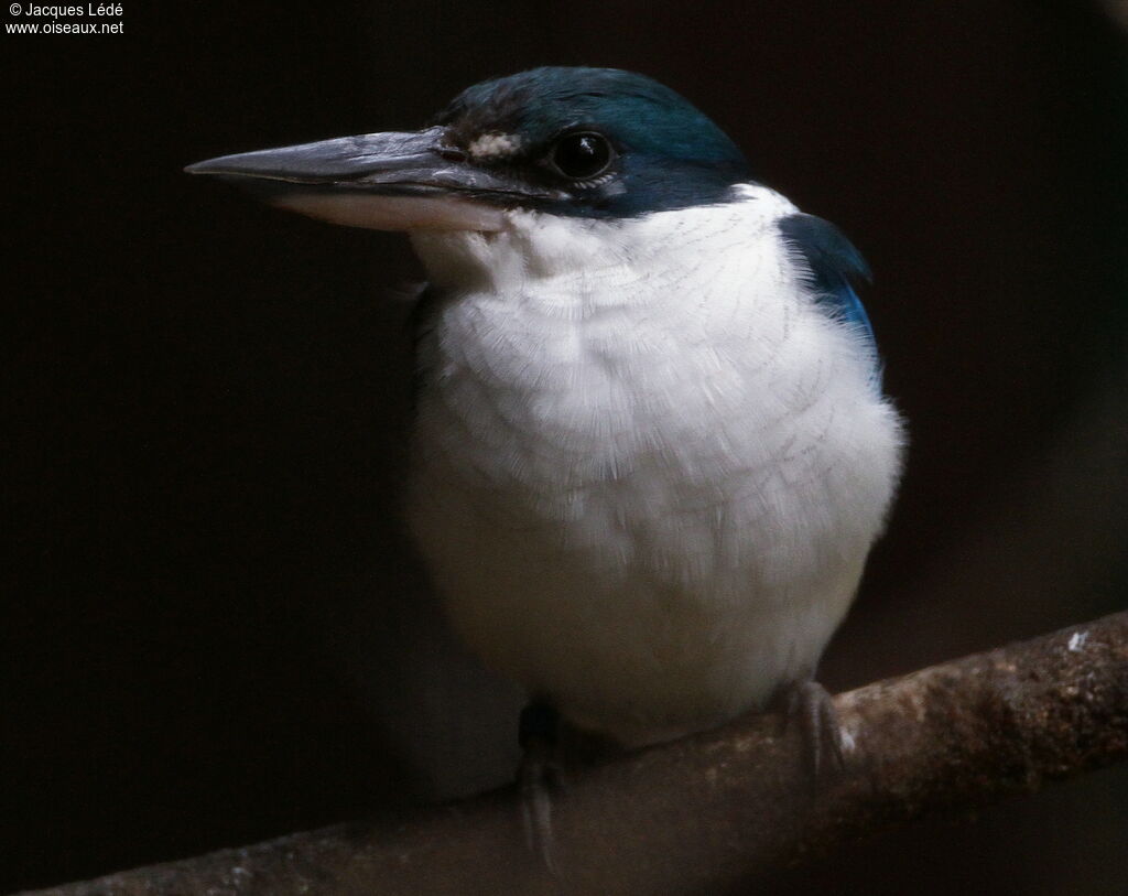 Collared Kingfisher