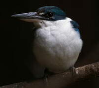 Collared Kingfisher