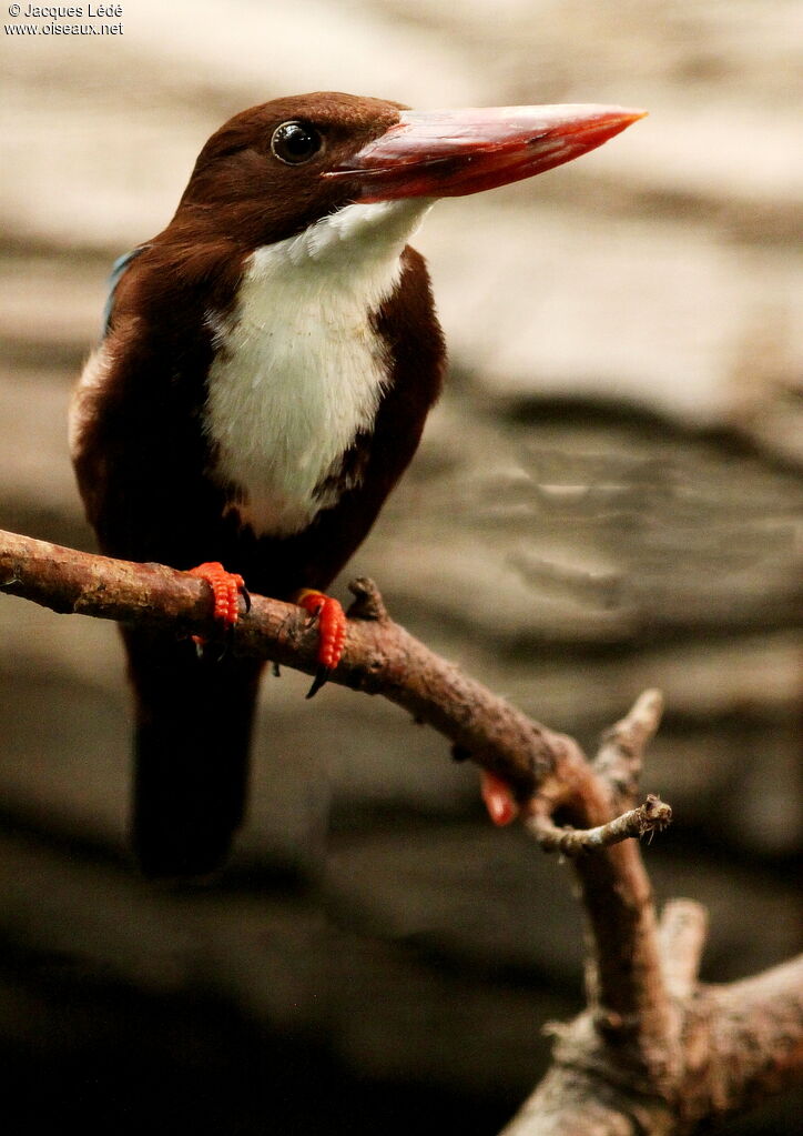 White-throated Kingfisher