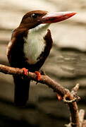 White-throated Kingfisher