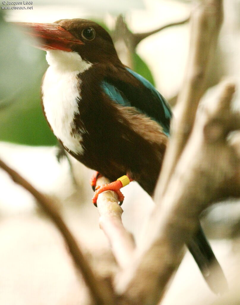 White-throated Kingfisher