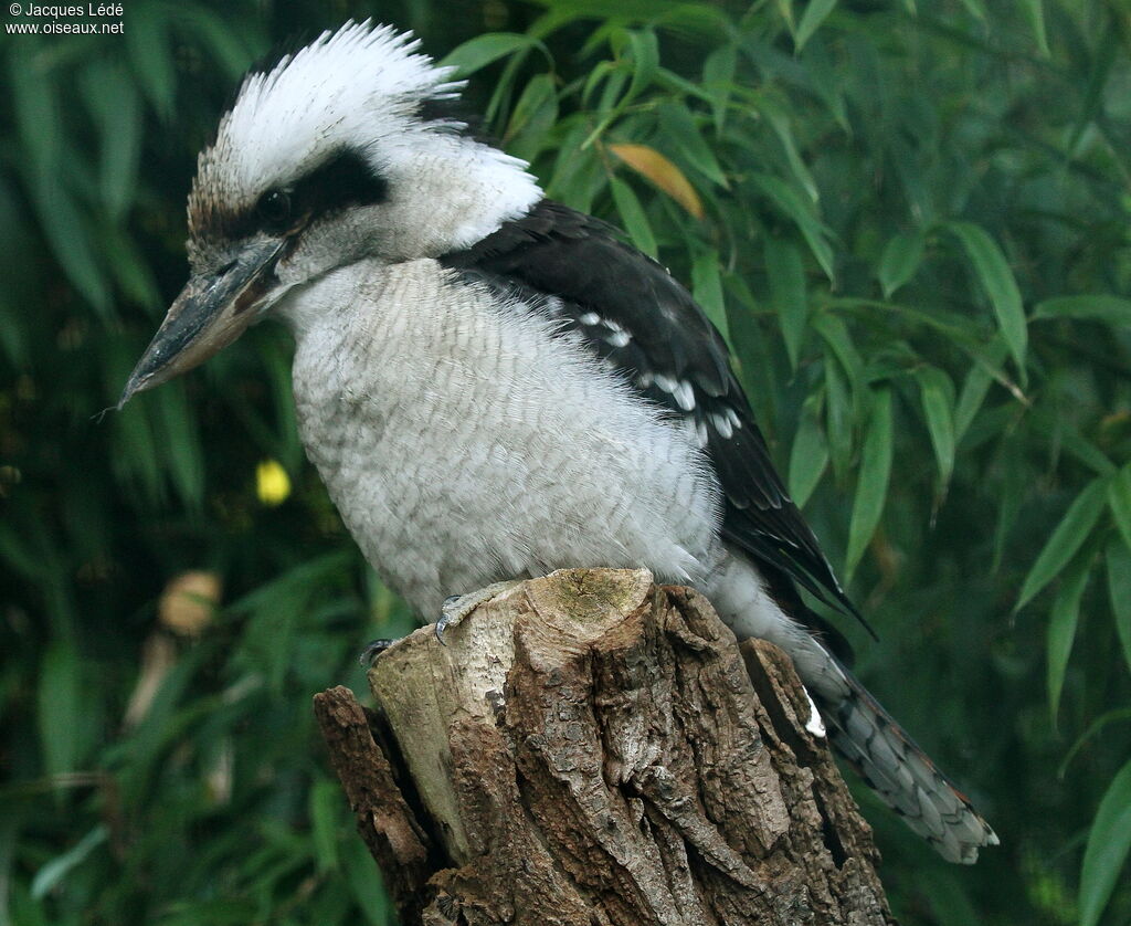 Laughing Kookaburra