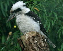 Laughing Kookaburra