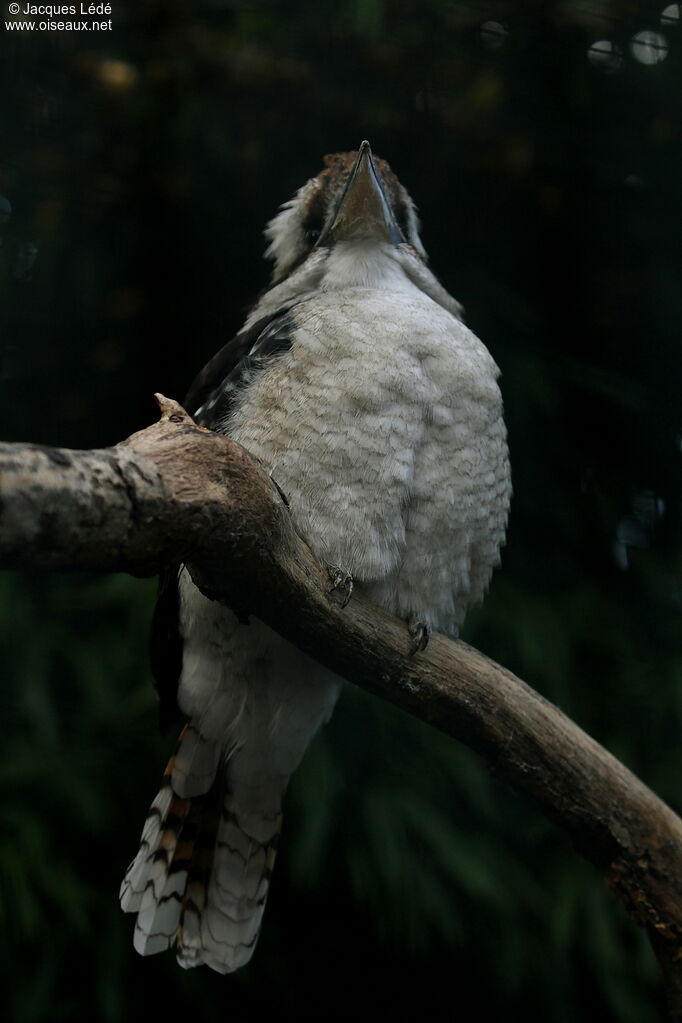 Laughing Kookaburra