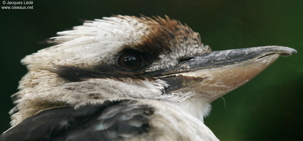 Laughing Kookaburra