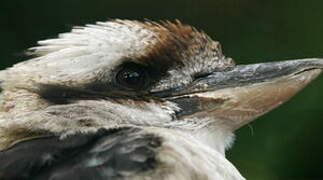 Laughing Kookaburra