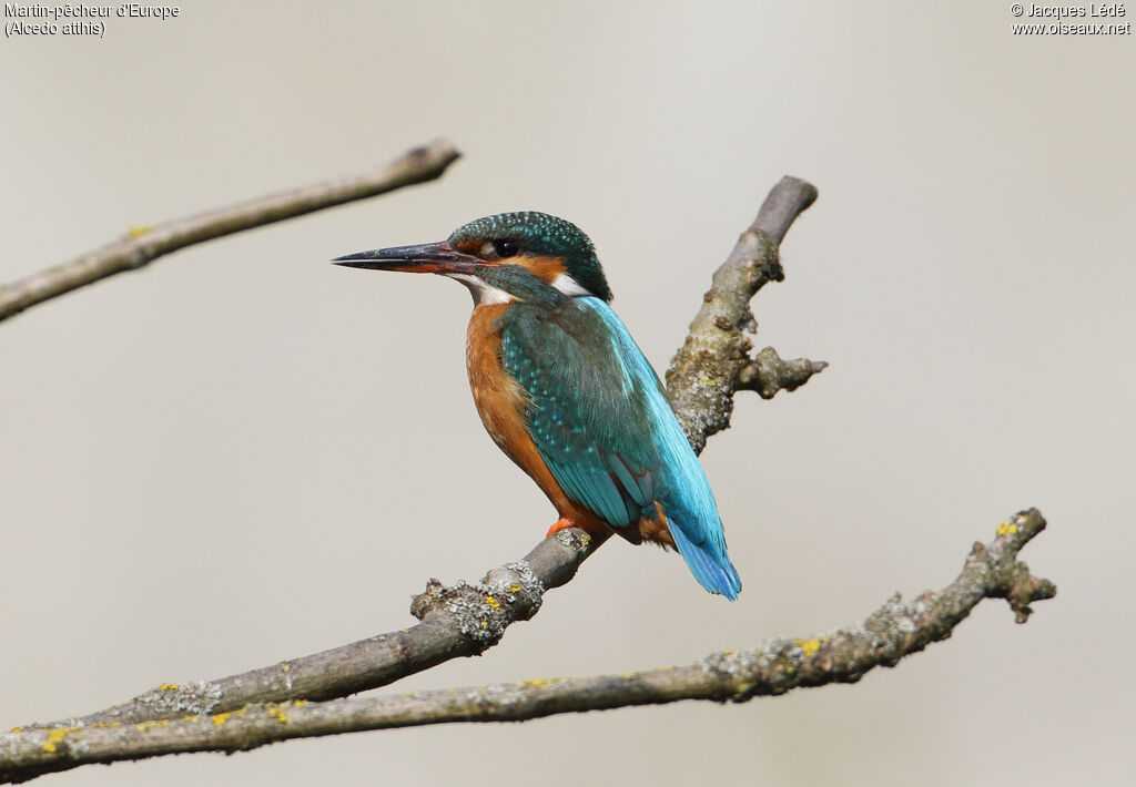 Common Kingfisher