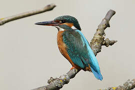 Common Kingfisher