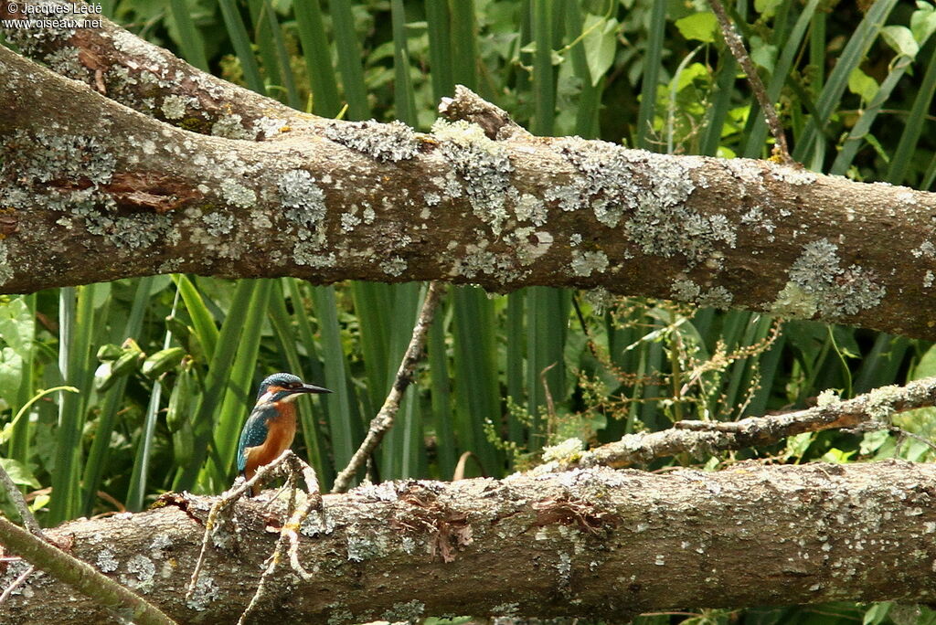 Common Kingfisher