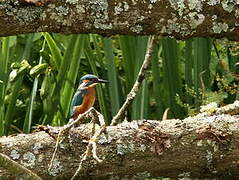 Common Kingfisher