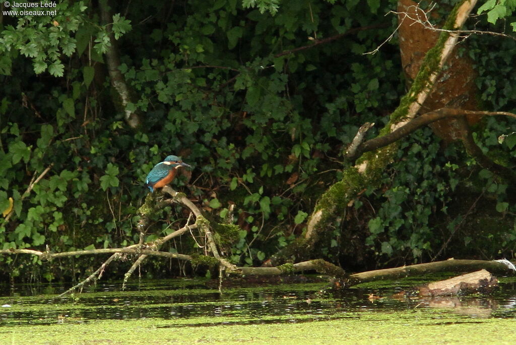 Common Kingfisher