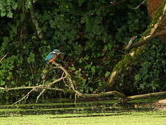 Common Kingfisher