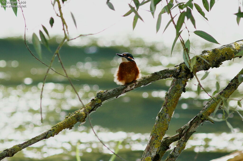 Common Kingfisher