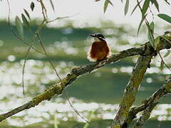 Common Kingfisher