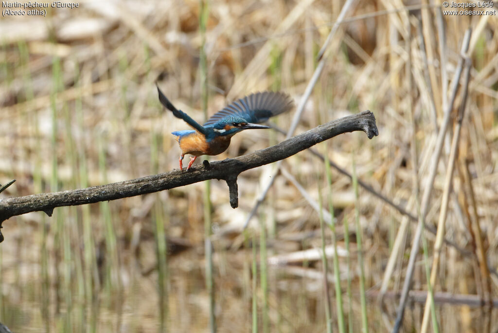 Common Kingfisher