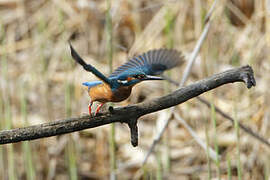 Common Kingfisher