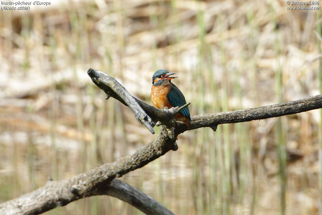 Common Kingfisher