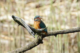 Common Kingfisher