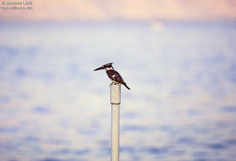 Pied Kingfisher