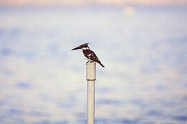 Pied Kingfisher