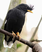 Crested Myna