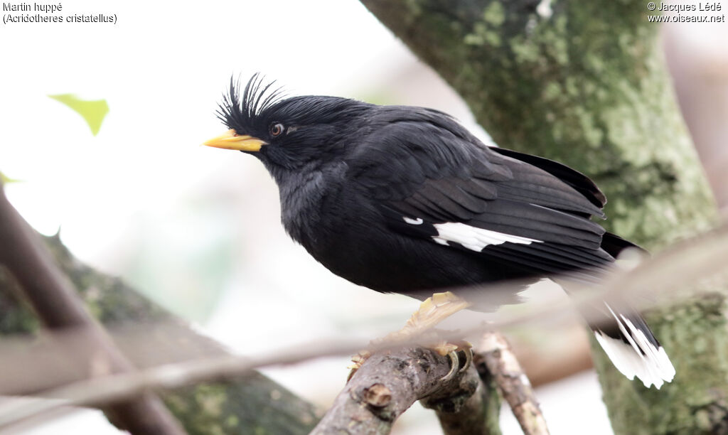 Crested Myna