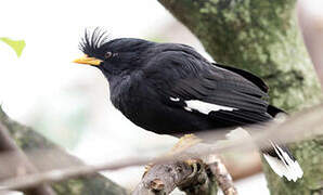 Crested Myna