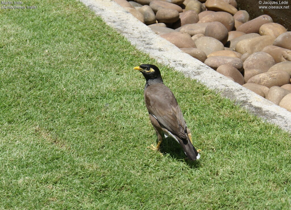 Common Myna