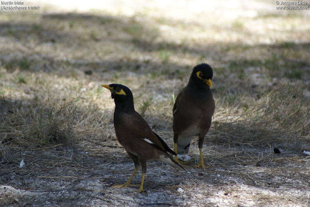 Common Myna