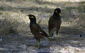 Common Myna