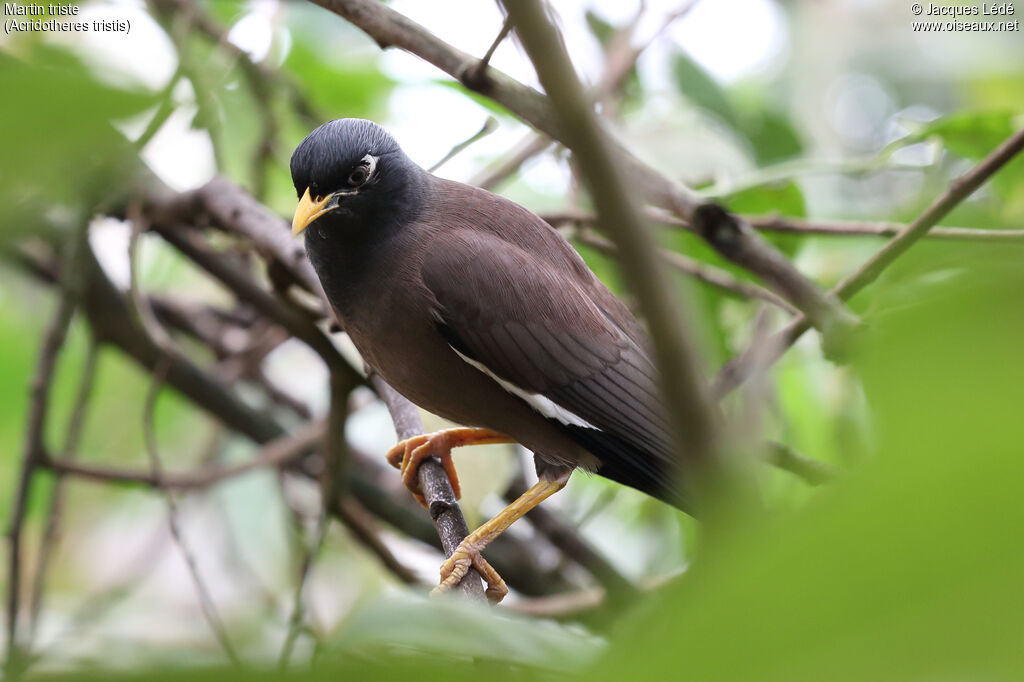 Common Myna