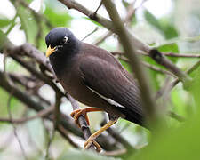 Common Myna