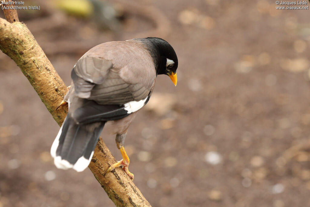 Common Myna