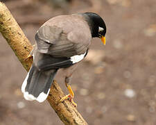 Common Myna