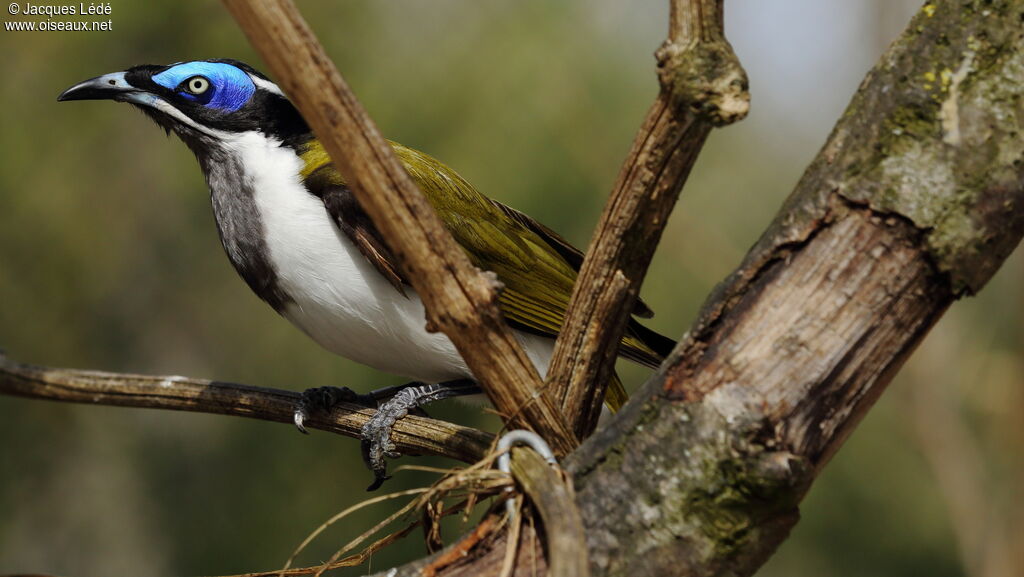 Blue-faced Honeyeater