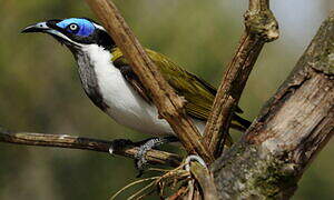 Blue-faced Honeyeater