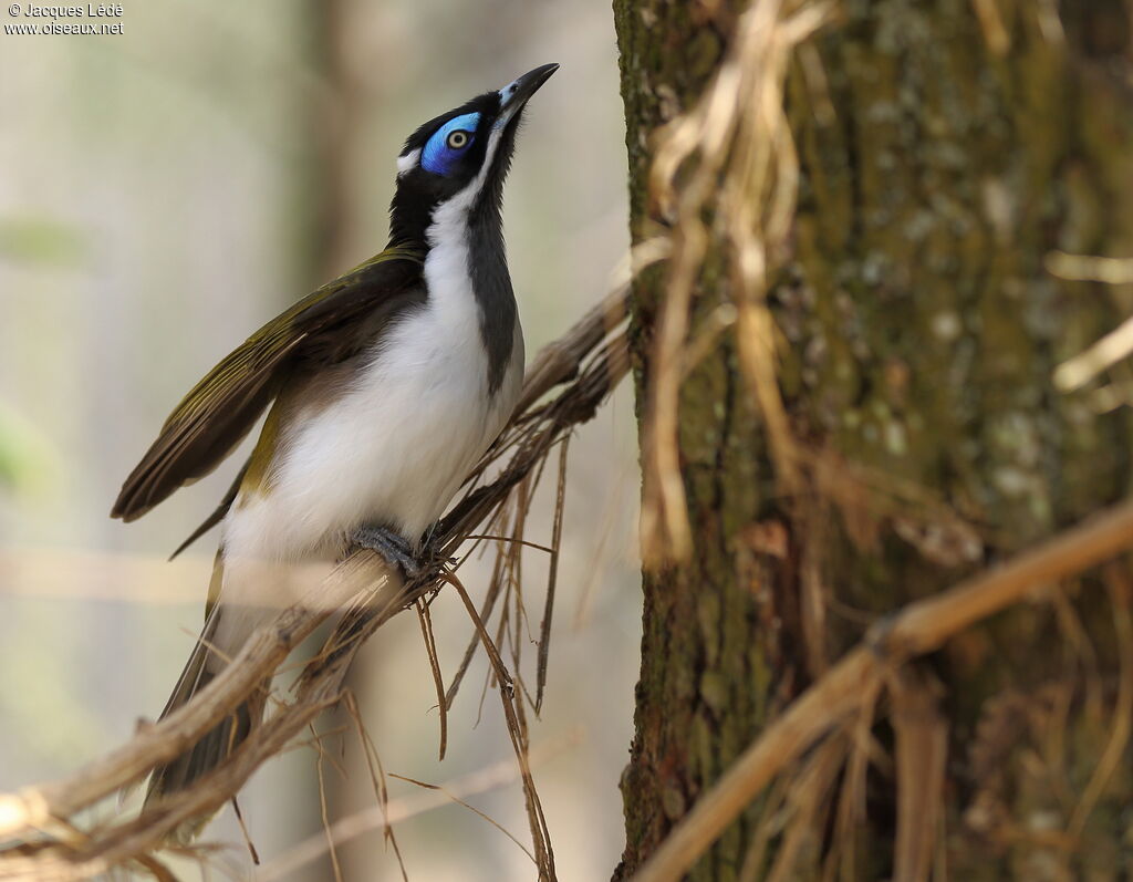 Blue-faced Honeyeater