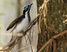 Blue-faced Honeyeater