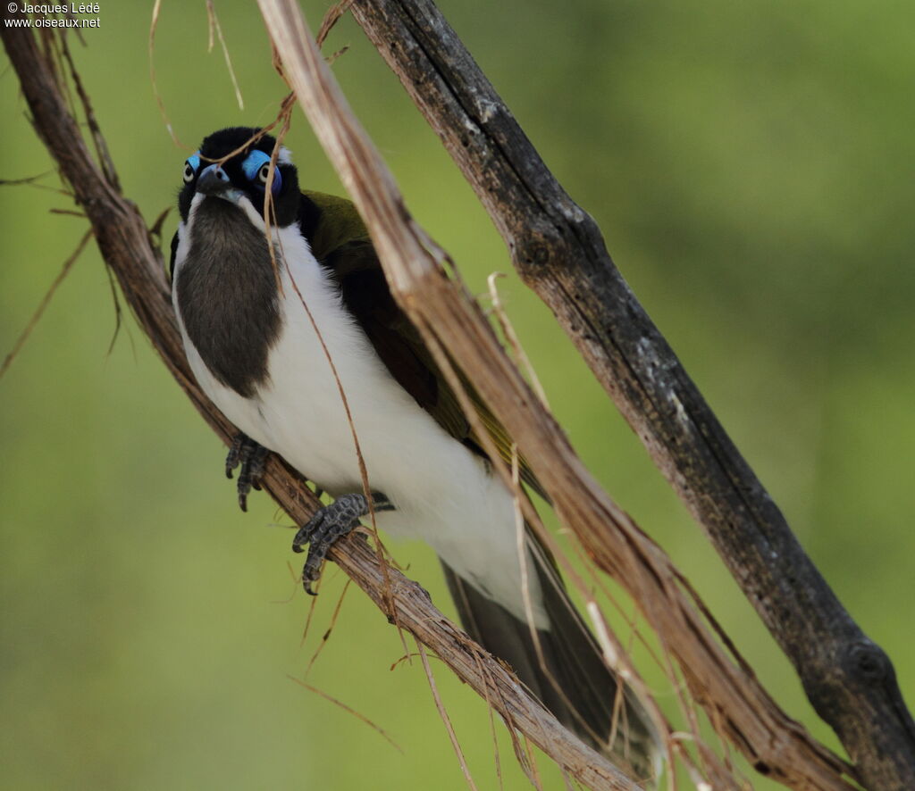 Blue-faced Honeyeater