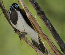 Blue-faced Honeyeater