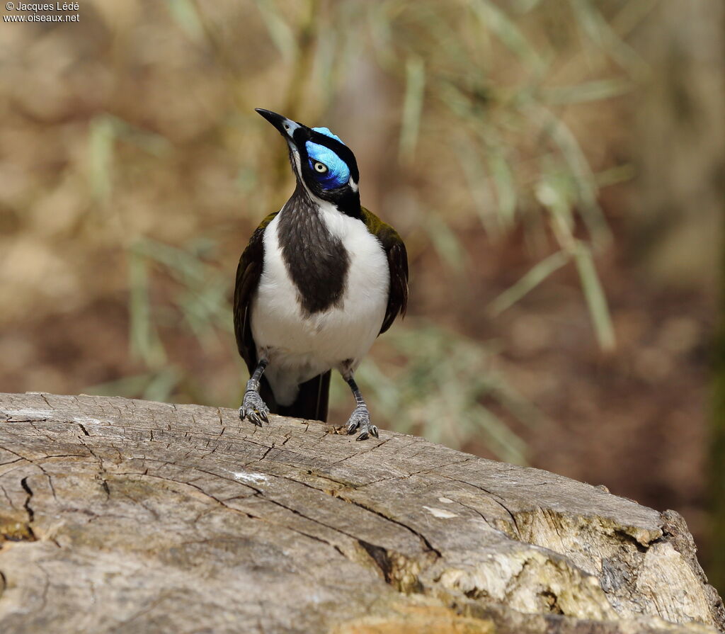 Blue-faced Honeyeater