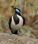 Blue-faced Honeyeater