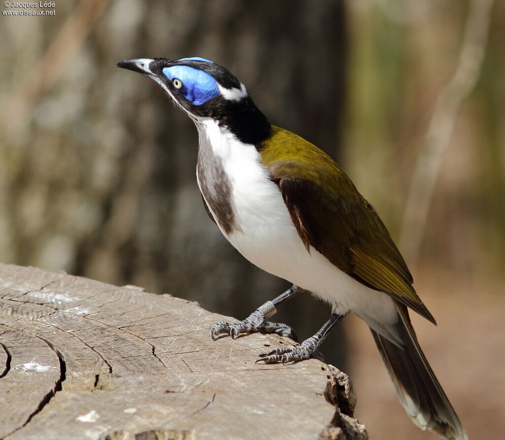 Blue-faced Honeyeater