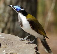 Blue-faced Honeyeater