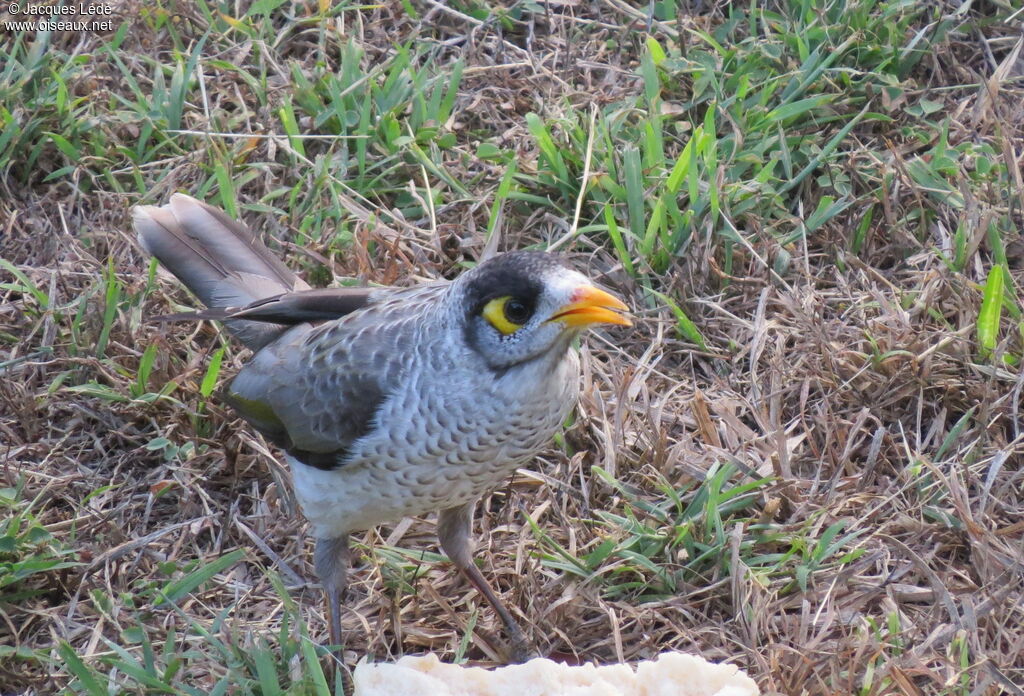 Noisy Miner