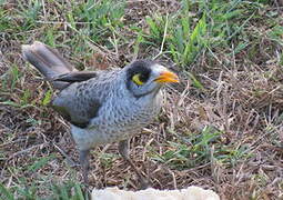 Noisy Miner