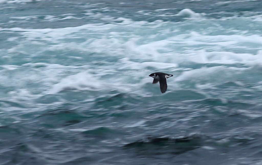 Little Auk