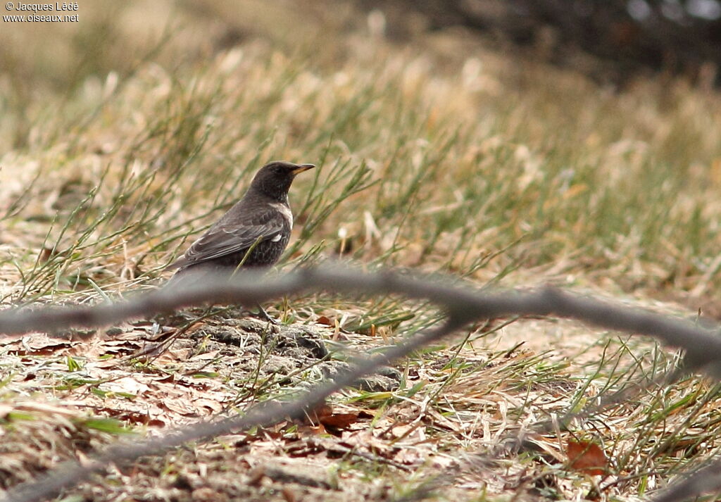 Ring Ouzel