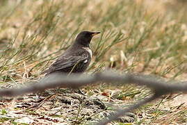 Ring Ouzel